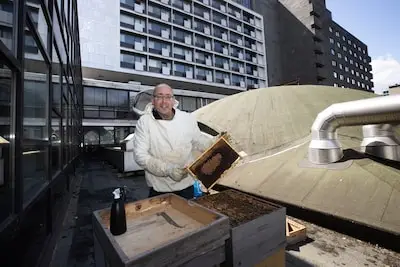 50.000 bijen in het centrum van Eindhoven, imker Jack heeft zijn hobby in het hart van de stad