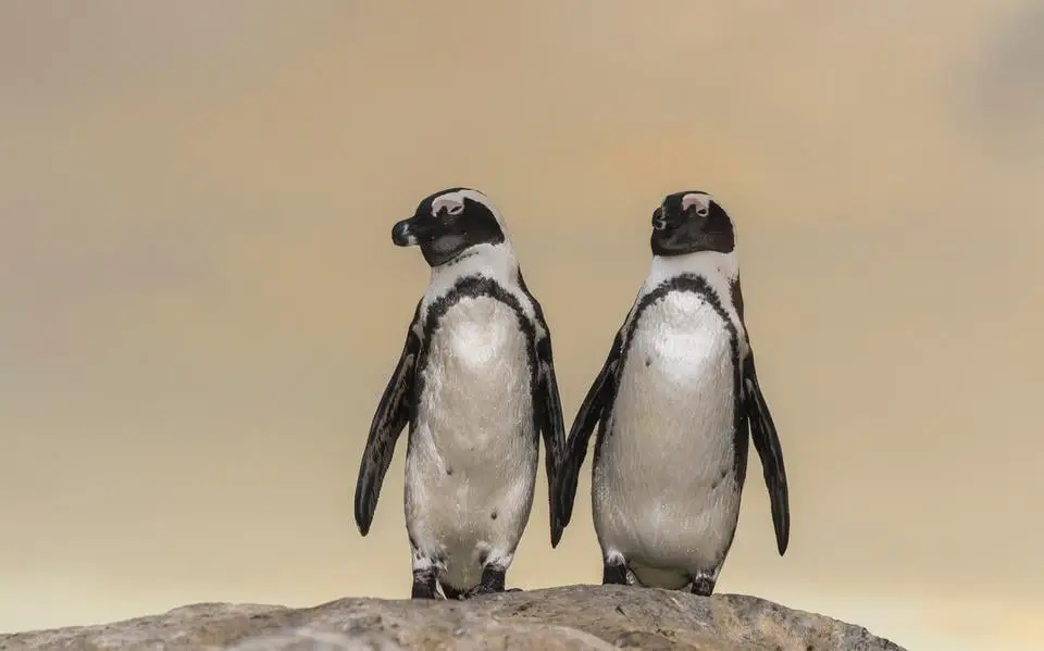 Elf pinguïns uit AquaZoo in De Beekse Bergen dood door onbekende ziekte