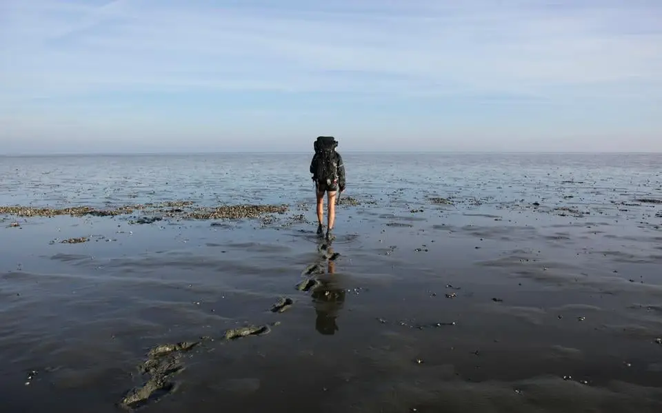 Wadloopgids laat vogeltellers alleen naar de wal lopen: 250 euro boete