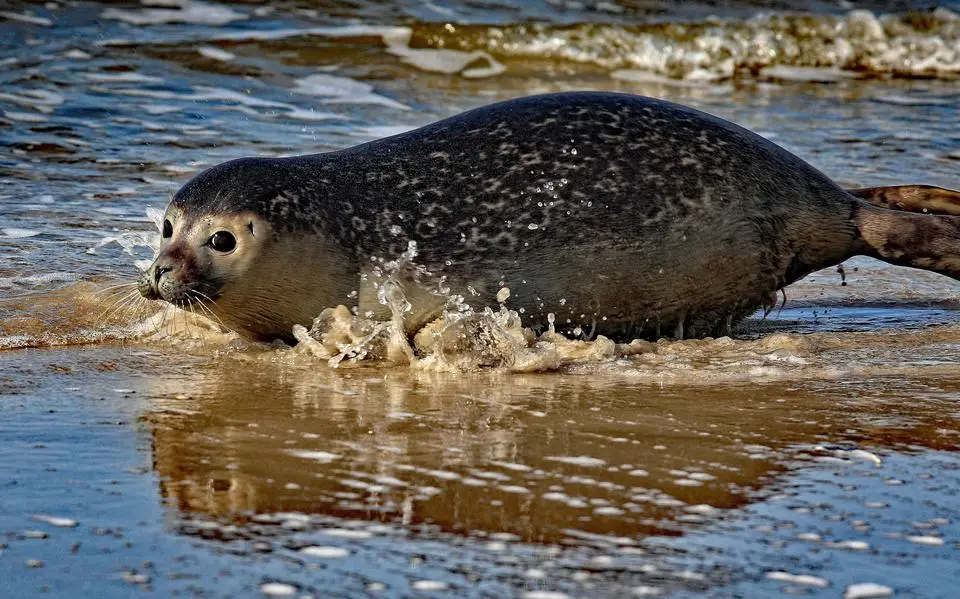 Slechte staat van Waddenzee zorgt voor schok en ergernis op Toogdag