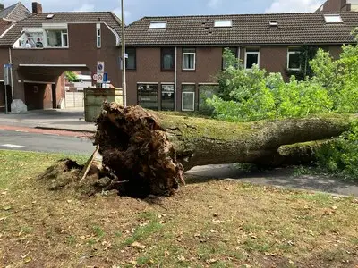 Monumentale boom (140) die jaren scheef stond, valt opeens om in Tilburg: ‘Gelukkig stond er niemand onder’