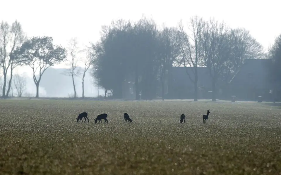 Friese jagers schieten meer jonge reeën voor verkeersveiligheid