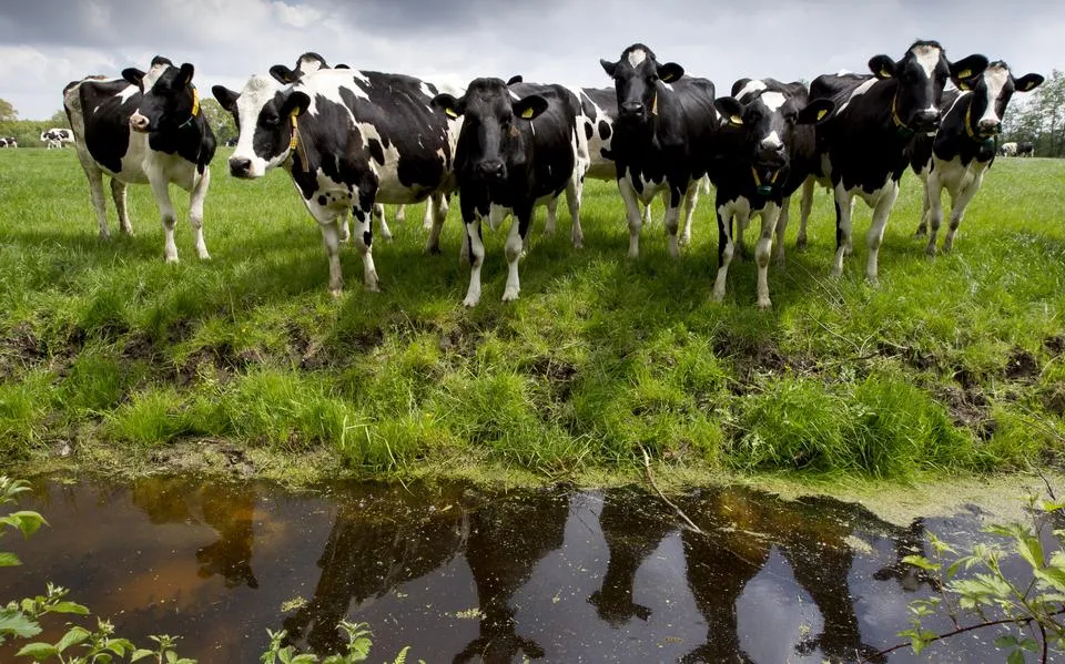 Koe langer in wei en varken met krulstaart: boeren en Dierenbescherming kiezen voor realisme | LC commentaar