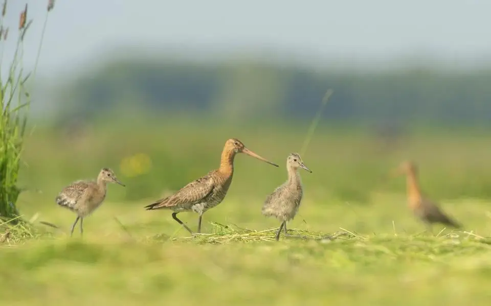 Friese vogelwachten steunen kritiek Brussel: Nederland doet veel te weinig voor grutto