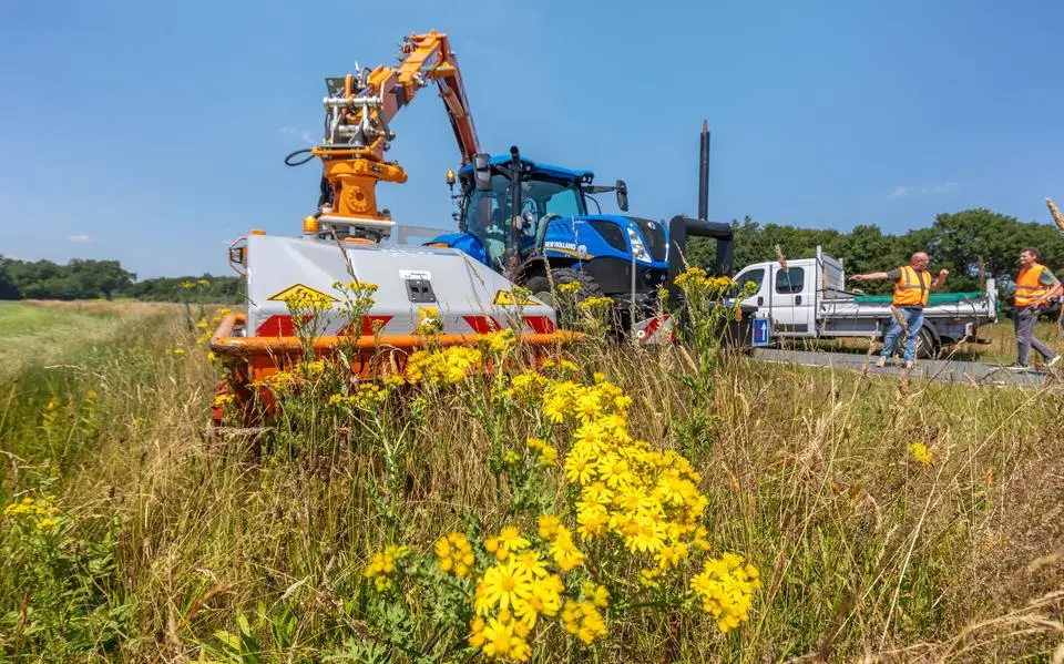 Plant jakobskruiskruid krijgt de ‘doodstraf’ in Oosterwolde: zo gaat dat