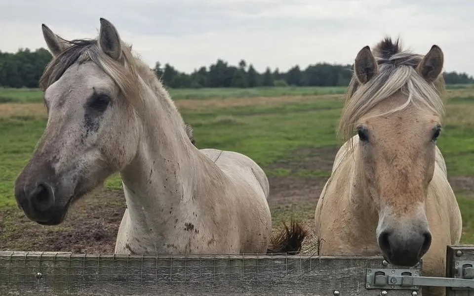 Mysterie rond verdwenen paarden in Wanneperveen. ‘Ze zijn spoorloos. Een heel bizarre situatie’