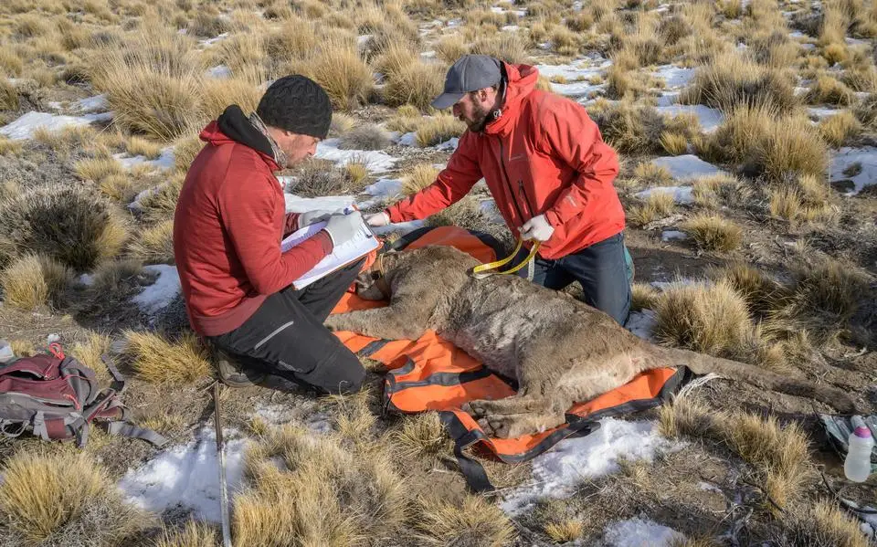 De poema, het vervloekte dier van Patagonië