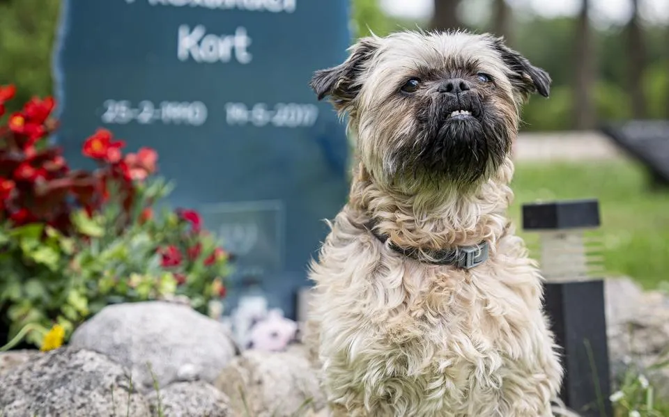Hond Simba (11) weet de weg naar het graf van haar baasje in Emmen feilloos te vinden. ‘Elke keer zit ze er te wachten’