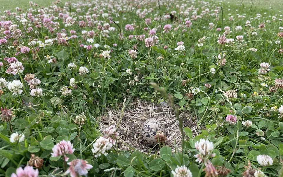 Dit ei zorgt ervoor dat kaatstoernooi in Westhoek moet verplaatsen: ‘Oars pakke we dat nestke op’