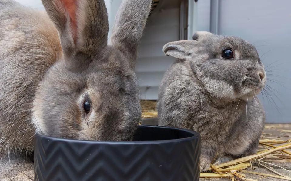 Fons en Suus uit Leeuwarden zijn vaste gasten in het Konijnenparadijs in De Blesse