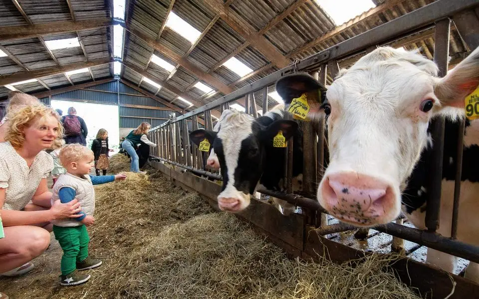 FrieslandCampina ziet winst flink groeien door prijsverhogingen en besparingen