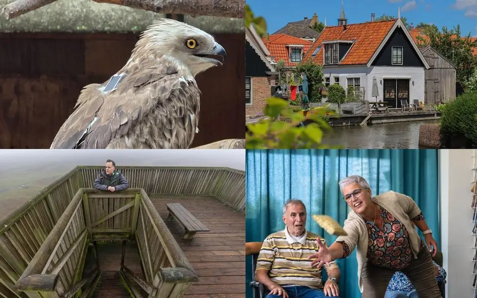 ‘Broodmagere’ slangenarend vliegt na een maand in Ureterp weer uit &amp; zo speurt Súdwest-Fryslân naar illegale vakantiehuizen| nieuws uit Friesland van 28 juli