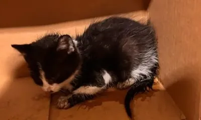 Voorbijgangers slaan alarm om kitten onder motorkap in Tilburg, politie geeft beestje bijzondere naam