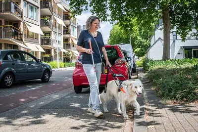 Tisha werkt als blindegeleidehond voor Ilse: ‘Maar thuis knuffelen we gewoon op de bank’