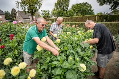 Dahlia’s bloeien weer in Oerle na strijd tegen waterellende
