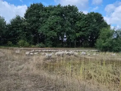 Tientallen schapen breken losgebroken in Eindhoven, politie drijft ze bij elkaar