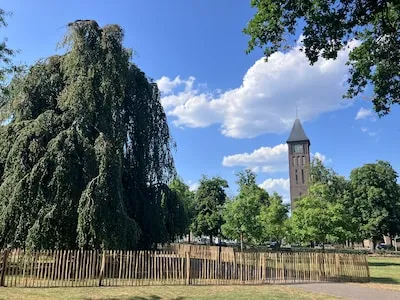 Reddingsplan voor zieke treurbeuk in Gerarduspark: ‘Die schimmel is een splijtzwam’