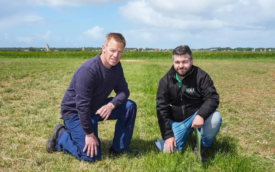 Ganzen vinden het gras van Gerard op Terschelling veel minder lekker. Wat is het geheim?