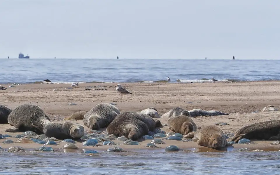 Grijze zeehond blijft in aantal stijgen in de Waddenzee. ‘Elk jaar 10 procent erbij’