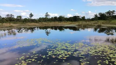 Ontmoet de prehistorie in Leenderstrijp: gratis zomerwandeling