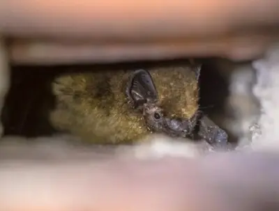 Natuurvriendelijk isoleren in Valkenswaard