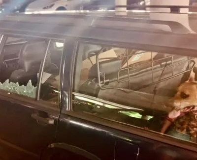 Honden achtergelaten in snikhete auto op Ekkersrijt, politie vol onbegrip