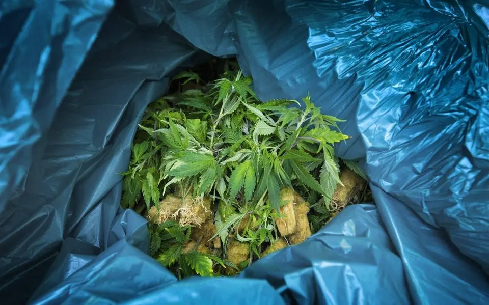 Werkstraf geëist tegen man (35) uit Akkrum vanwege wietplantage van 1161 planten