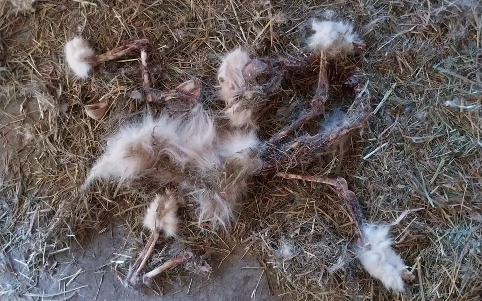 Inspectie vindt 25 verwaarloosde dieren bij Friese dierenarts