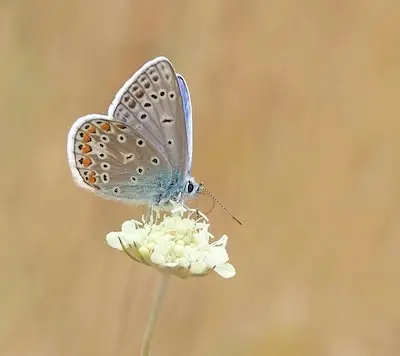 Win-win: doe mee met de vlindertelling en werk meteen aan je mentale gezondheid