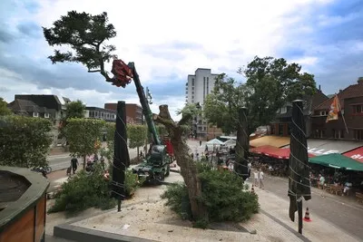Oude iconische boom (75) met spoed gekapt nadat hij bijna omvalt op Piusplein