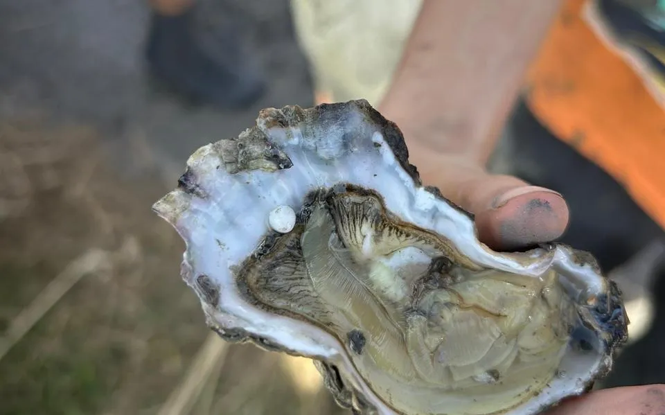 Jurriaan (8) vindt parel bij Lauwersoog. ‘Gids zei dat hij het nog nooit had meegemaakt’