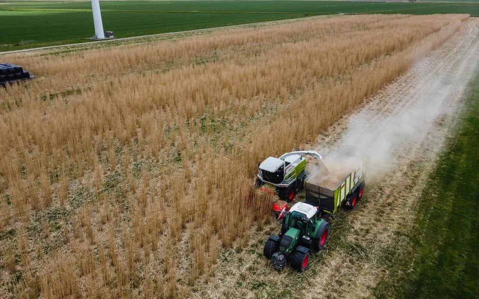 ‘Nederland moet vol inzetten op vezelteelt als oplossing voor stikstofprobleem’