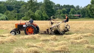 Oogsten zoals vroeger, rogge van het veld gehaald met historische machine