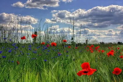 Bossie bloemen: bij deze pluktuin in de buurt van Helmond kun je zelf bloemen plukken