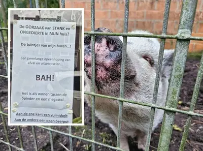 Burenruzie om varkens in Tilburgs tuintje: maar als Henk foto’s ophangt, staat politie opeens voor zíjn deur