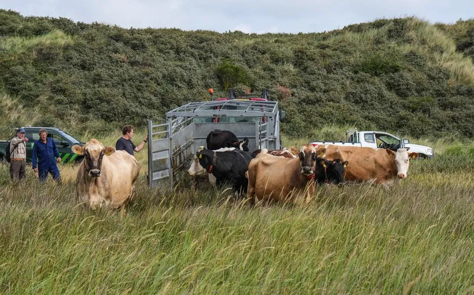 Jongvee moet lamsoor en zeekraal meer kans geven op de Boschplaat op Terschelling