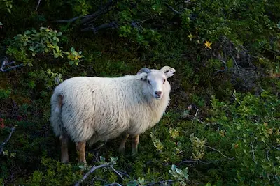 Loslopend schaap bij spoor Helmond Brandevoort: ‘Schaap vriendelijk verzocht het spoor te verlaten’