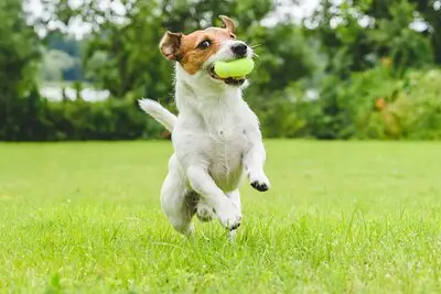 Meer behoefte aan losloopzones honden in Tilburg: ‘Onlangs een geopend in vernieuwde Interpolistuin’