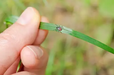 Hoe kan het dat teken in de zomer steeds vaker toeslaan? Zo voorkom je dat deze beestjes bijten