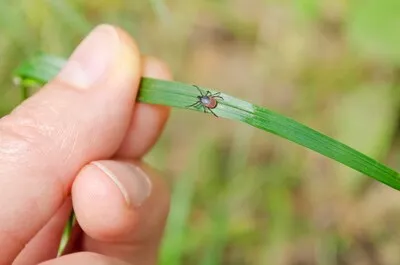 Verkoeling zoeken in het bos of de tuin? Deze beestjes doen met je mee