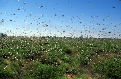 ‘Er zijn steeds minder insecten, maar wiens schuld is dat?’