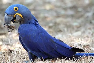 Jarenlange strijd van Nulandse vogelhandelaar werpt vruchten af: man moet Staat fors minder betalen