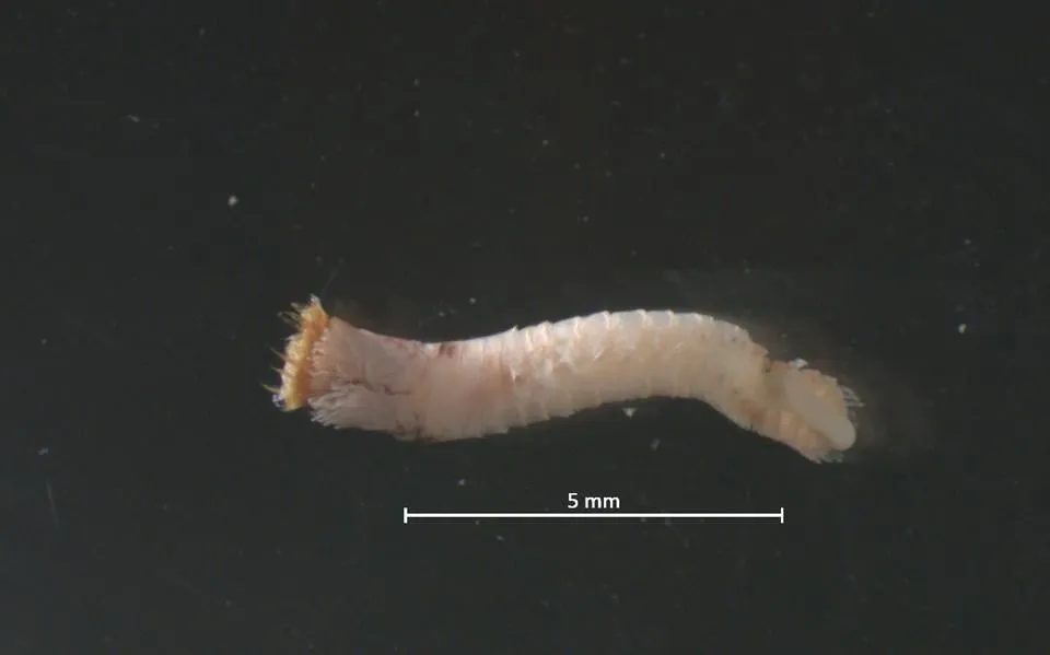 Komt de zandkokerworm terug? | WadWeten