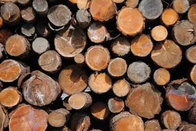 Bomen snoeien in Waalre gestart