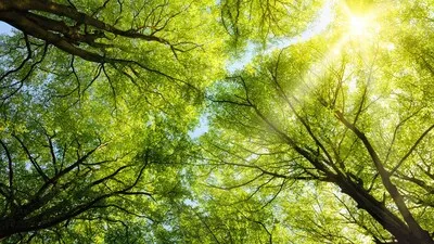 Gemeente Waalre snoeit bomen