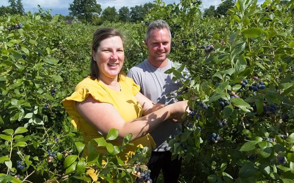 In de blauwe bessenpluktuin van Kim (35) en Goos (37) in Elim is altijd reuring: ‘Sommigen plukken een hele middag en gaan dan met 12 kilo bessen naar huis’