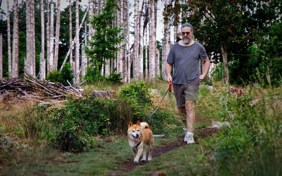 Leeft de angst voor de wolf in het Drents-Friese Wold na bijtincidenten in Utrecht?