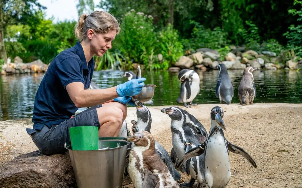 Van presenteren tot poep scheppen: dit doet een dierenverzorger iedere dag bij AquaZoo Leeuwarden