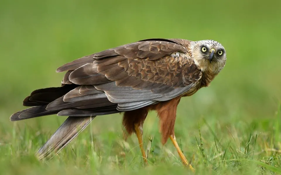 Roofvogels doden is illegaal, onethisch en helpt weidevogels bepaald niet, benadrukken FMF en BVFW | opinie