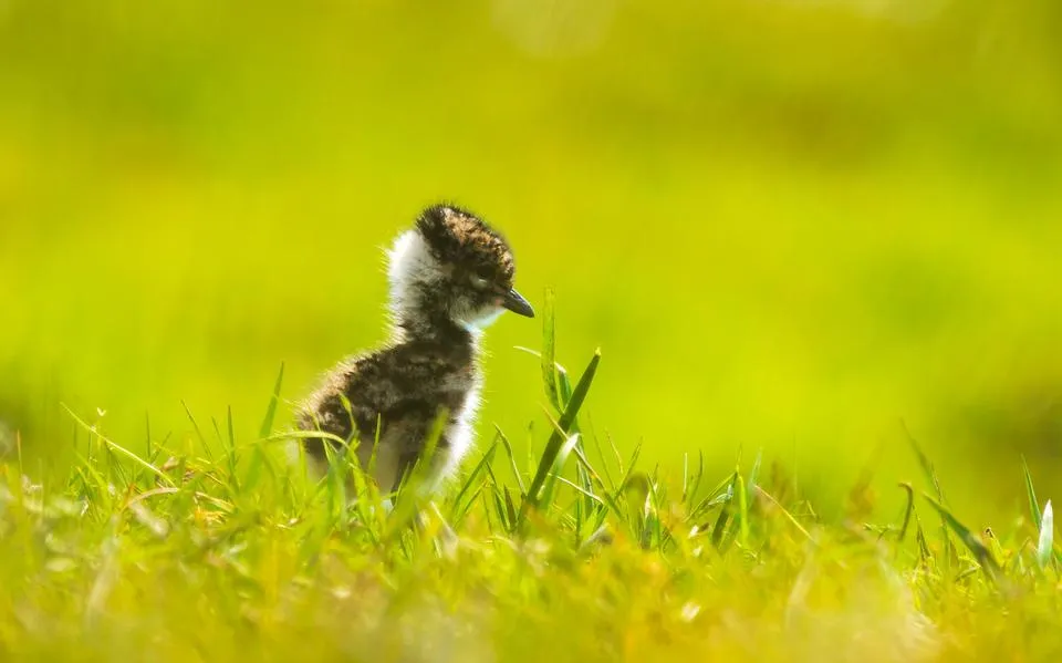 Roofvogels die kuikens opeten zijn frustratie voor nazorgers | opinie